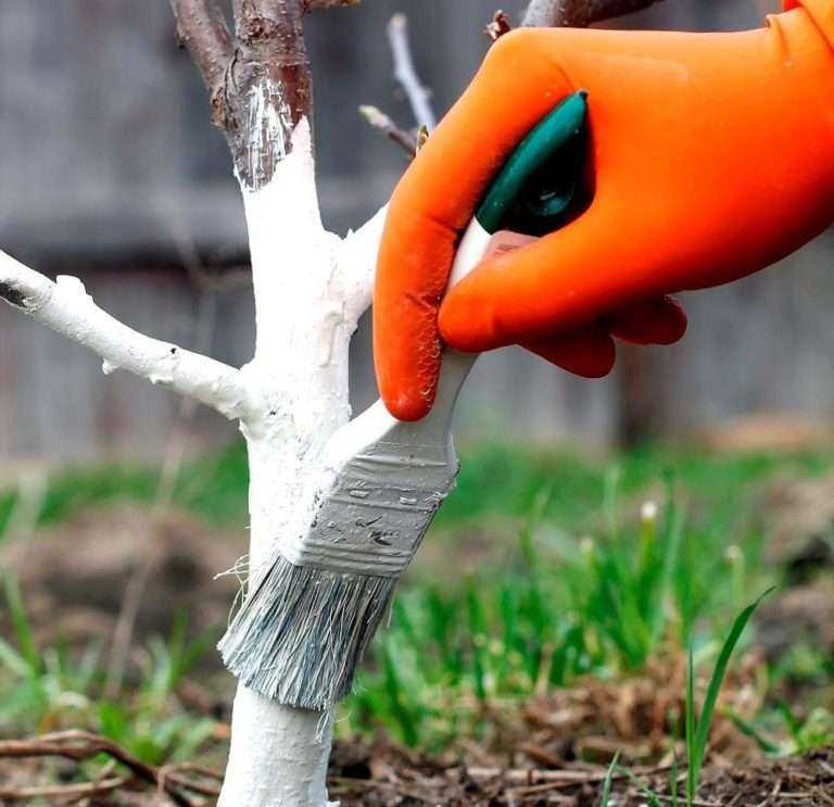 Побелка деревьев в саду – для чего она нужна и сроки