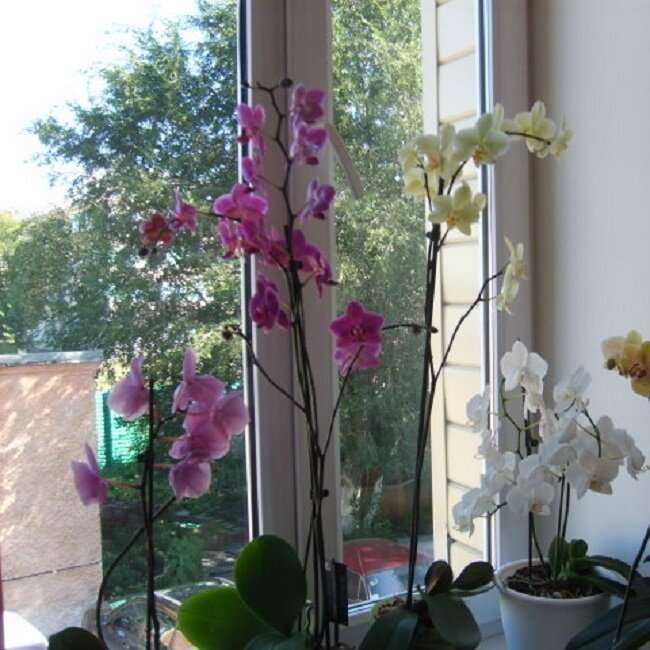 Растения для ванной комнаты без окна, правильное размещение