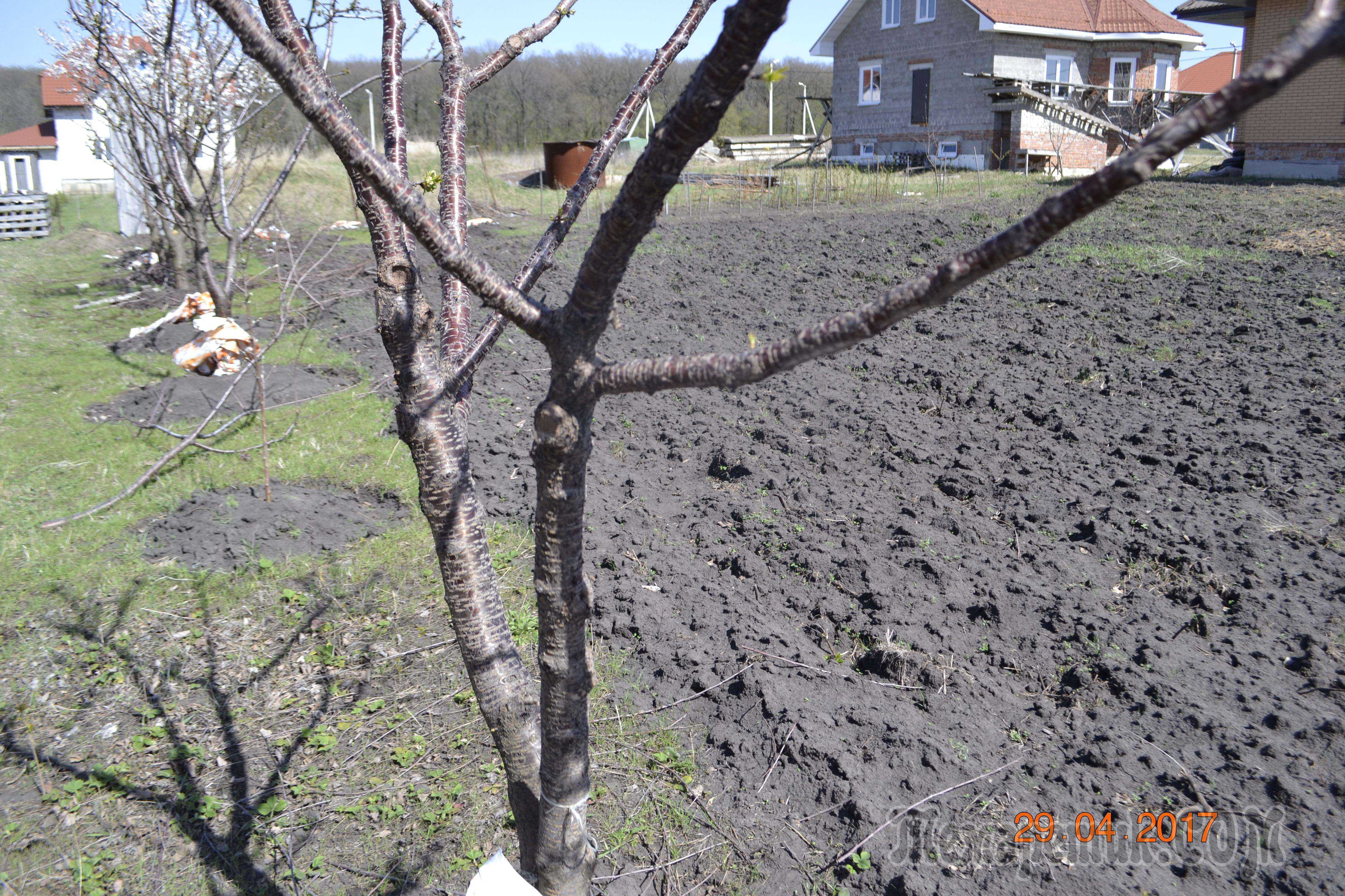 Побелка деревьев весной — обработка плодовых деревьев от вредителей - pocvetam.ru