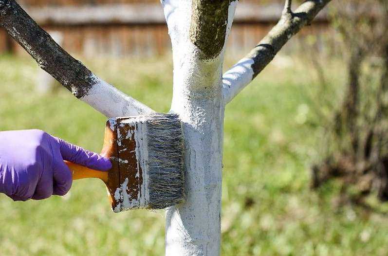 Побелка деревьев весной: как и чем белить, рецепты для побелки
