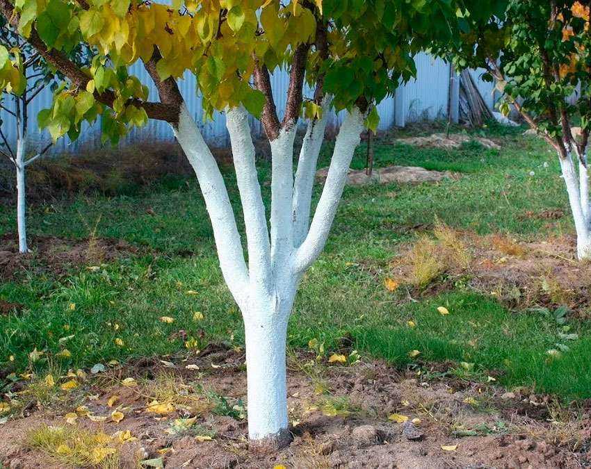 Побелка деревьев осенью: как гасить известь, для чего белят стволы