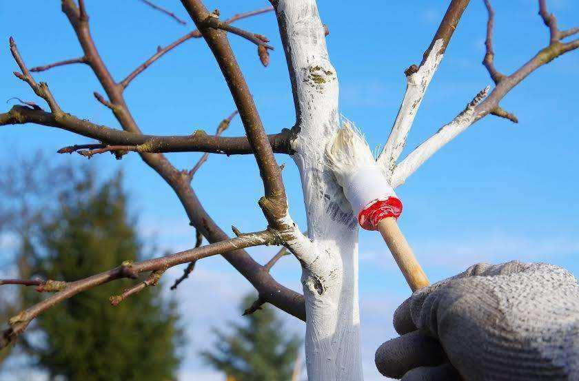 ᐉ побелка деревьев осенью: когда, зачем и чем белить плодовые - roza-zanoza.ru