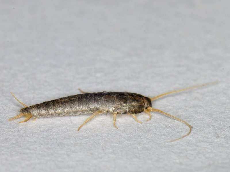 Чешуйница: как избавиться от насекомого в ванной, обзор различных средств борьбы с чешуйницей